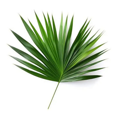 Saw Palmetto Extract